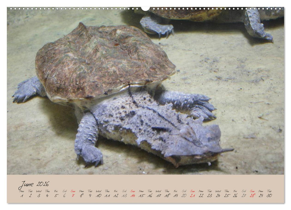 Turtles and Tortoise / UK-Version (CALVENDO Premium-Calendar 2026)