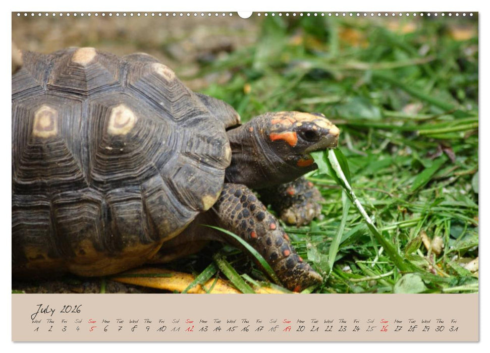 Turtles and Tortoise / UK-Version (CALVENDO Premium-Calendar 2026)