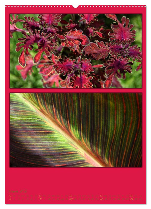 Colours of Nature / UK-Version (CALVENDO Premium-Calendar 2026)