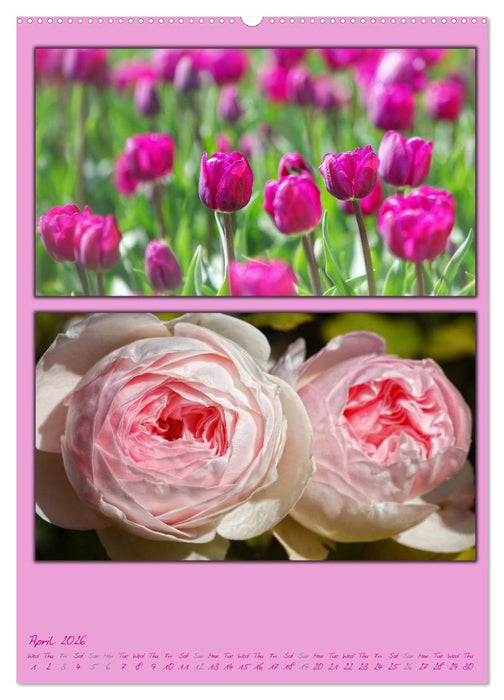 Colours of Nature / UK-Version (CALVENDO Premium-Calendar 2026)