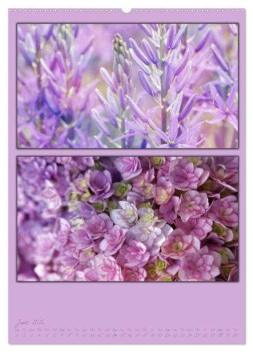 Colours of Nature / UK-Version (CALVENDO Premium-Calendar 2026)