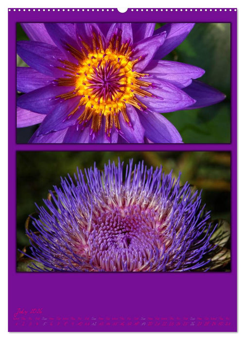 Colours of Nature / UK-Version (CALVENDO Premium-Calendar 2026)