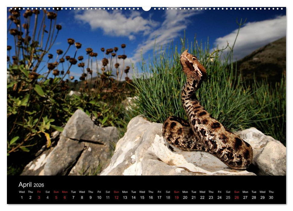 SNAKES / UK-Version (CALVENDO Premium-Calendar 2026)