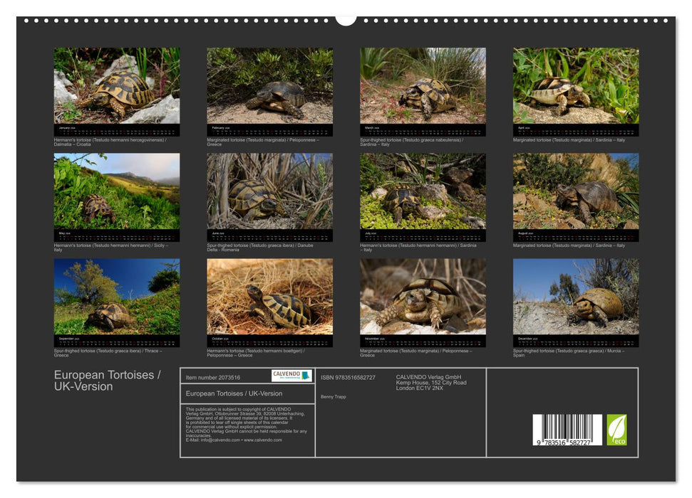 European Tortoises / UK-Version (CALVENDO Premium-Calendar 2026)