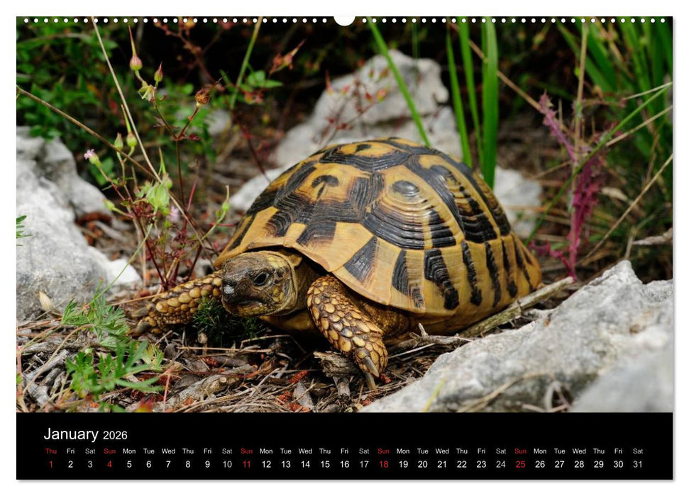 European Tortoises / UK-Version (CALVENDO Premium-Calendar 2026)