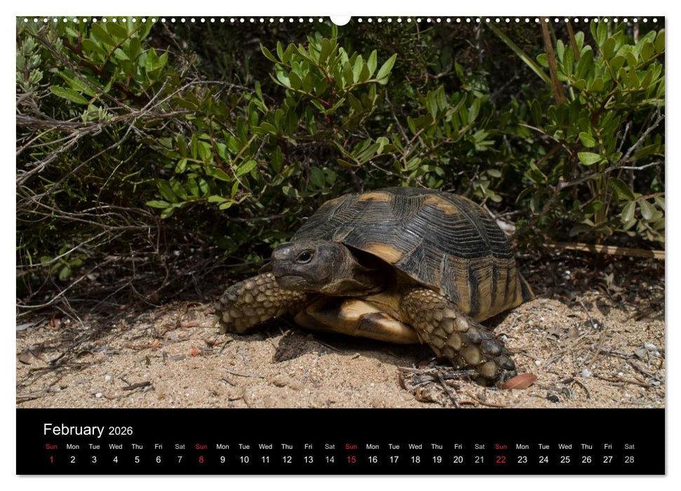 European Tortoises / UK-Version (CALVENDO Premium-Calendar 2026)