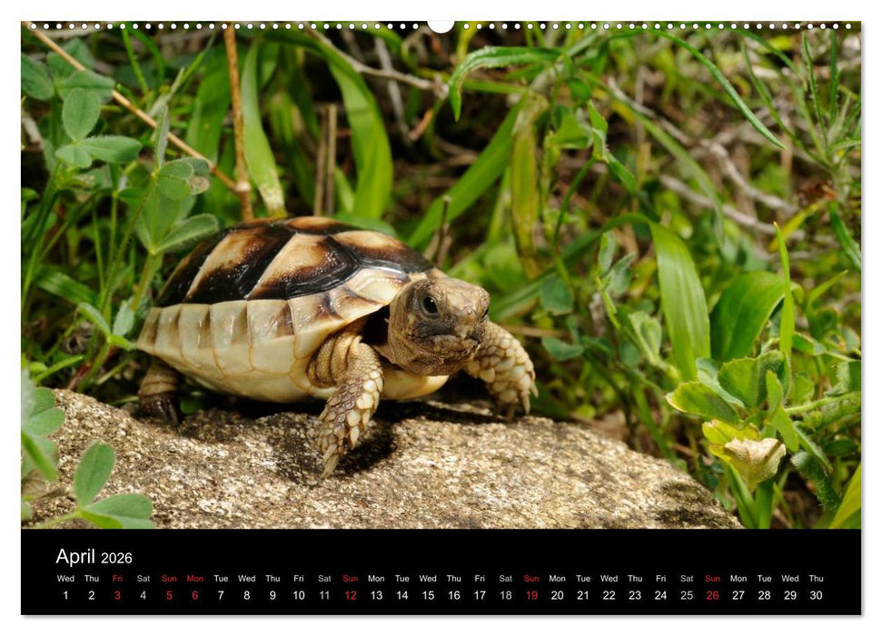 European Tortoises / UK-Version (CALVENDO Premium-Calendar 2026)