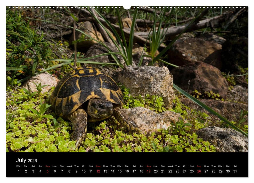 European Tortoises / UK-Version (CALVENDO Premium-Calendar 2026)