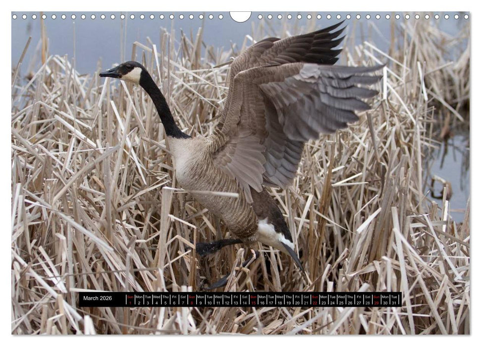 CANADA GOOSE / UK-Version (CALVENDO Monthly Calendar 2026)