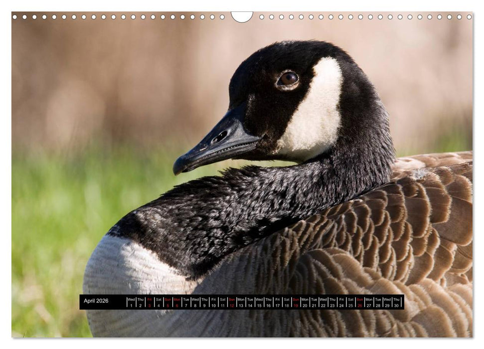 CANADA GOOSE / UK-Version (CALVENDO Monthly Calendar 2026)