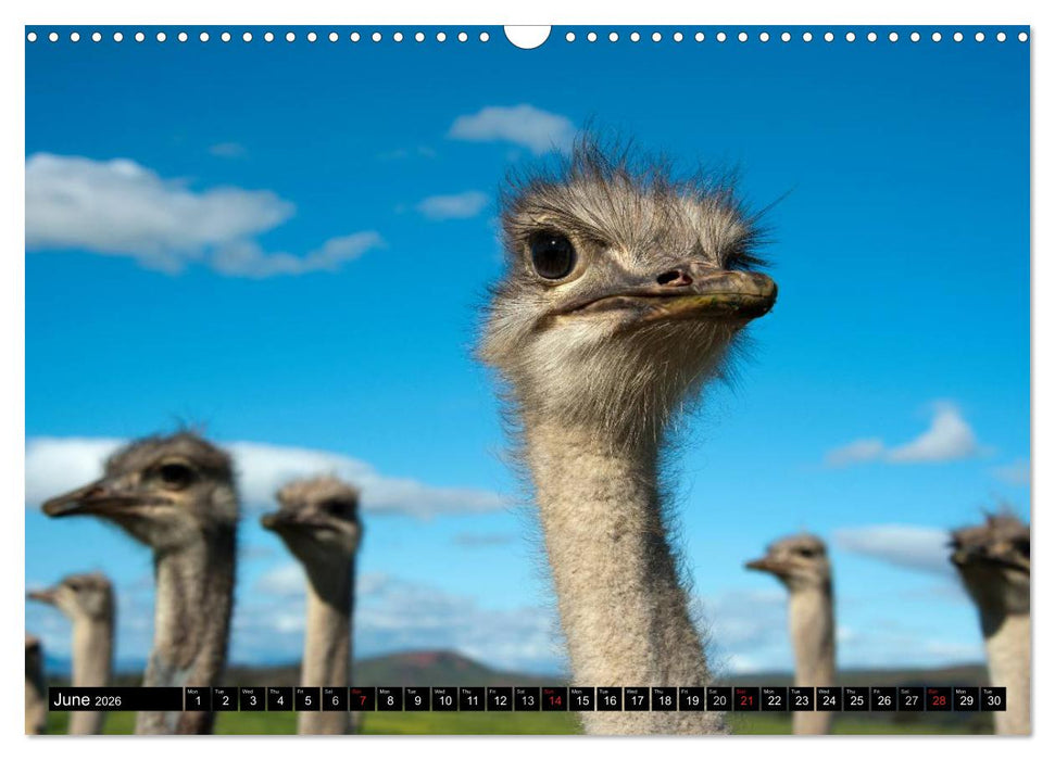 South Africa / UK-Version (CALVENDO Monthly Calendar 2026)