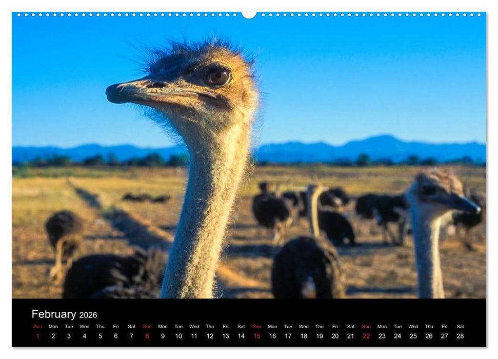 CAPE TOWN 2026 (CALVENDO Premium-Calendar 2026)