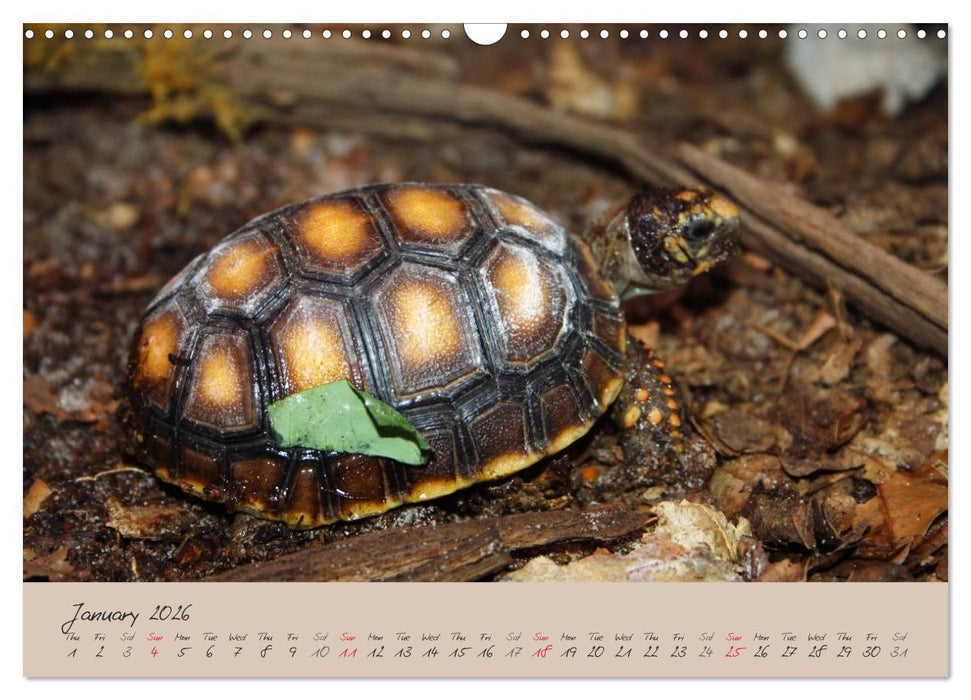 Turtles and Tortoise / UK-Version (CALVENDO Monthly Calendar 2026)