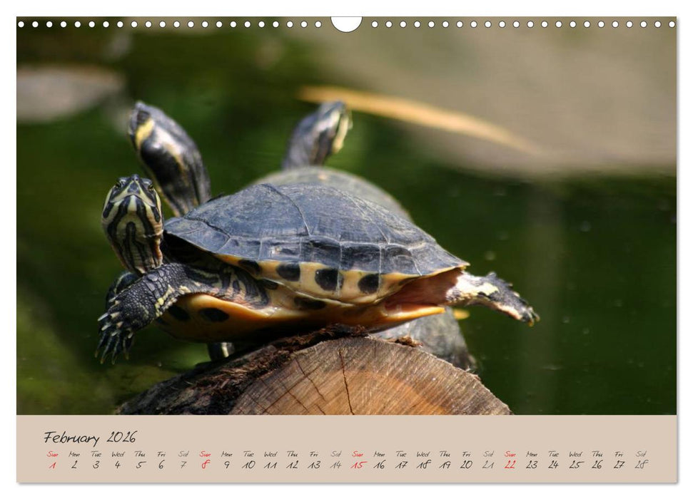Turtles and Tortoise / UK-Version (CALVENDO Monthly Calendar 2026)