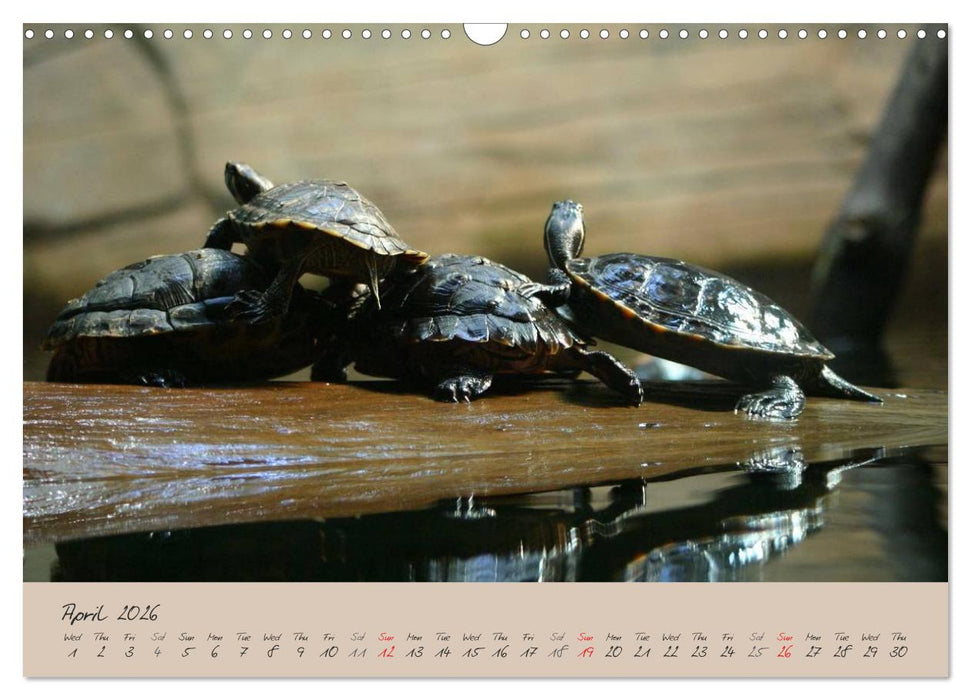 Turtles and Tortoise / UK-Version (CALVENDO Monthly Calendar 2026)