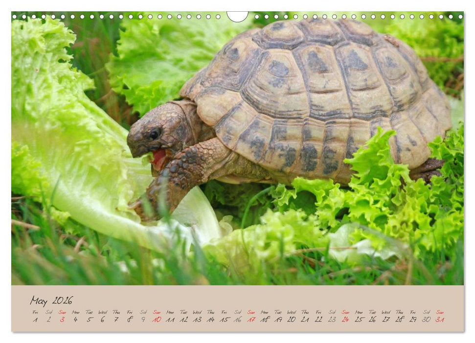 Turtles and Tortoise / UK-Version (CALVENDO Monthly Calendar 2026)