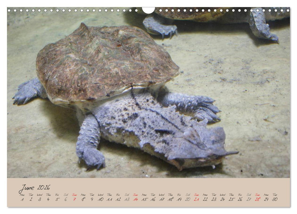 Turtles and Tortoise / UK-Version (CALVENDO Monthly Calendar 2026)