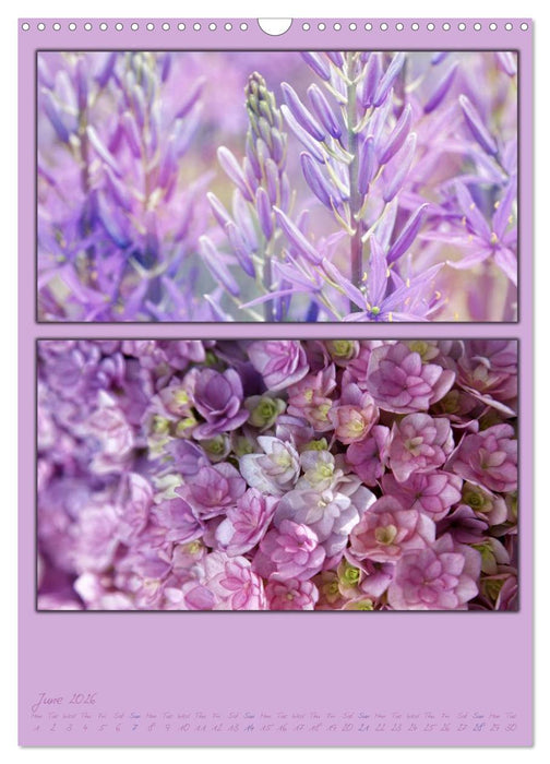 Colours of Nature / UK-Version (CALVENDO Monthly Calendar 2026)