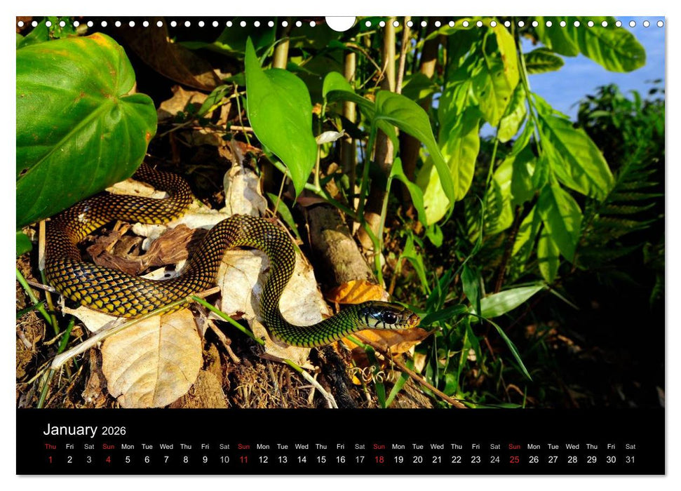 SNAKES / UK-Version (CALVENDO Monthly Calendar 2026)