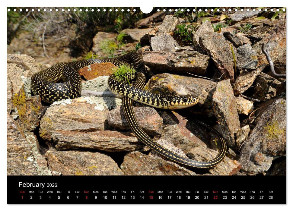 SNAKES / UK-Version (CALVENDO Monthly Calendar 2026)