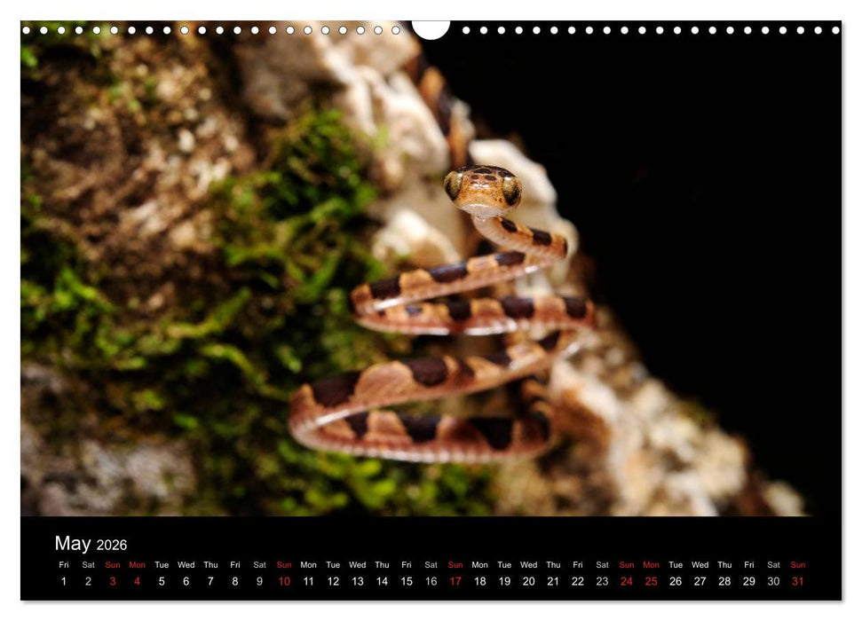 SNAKES / UK-Version (CALVENDO Monthly Calendar 2026)