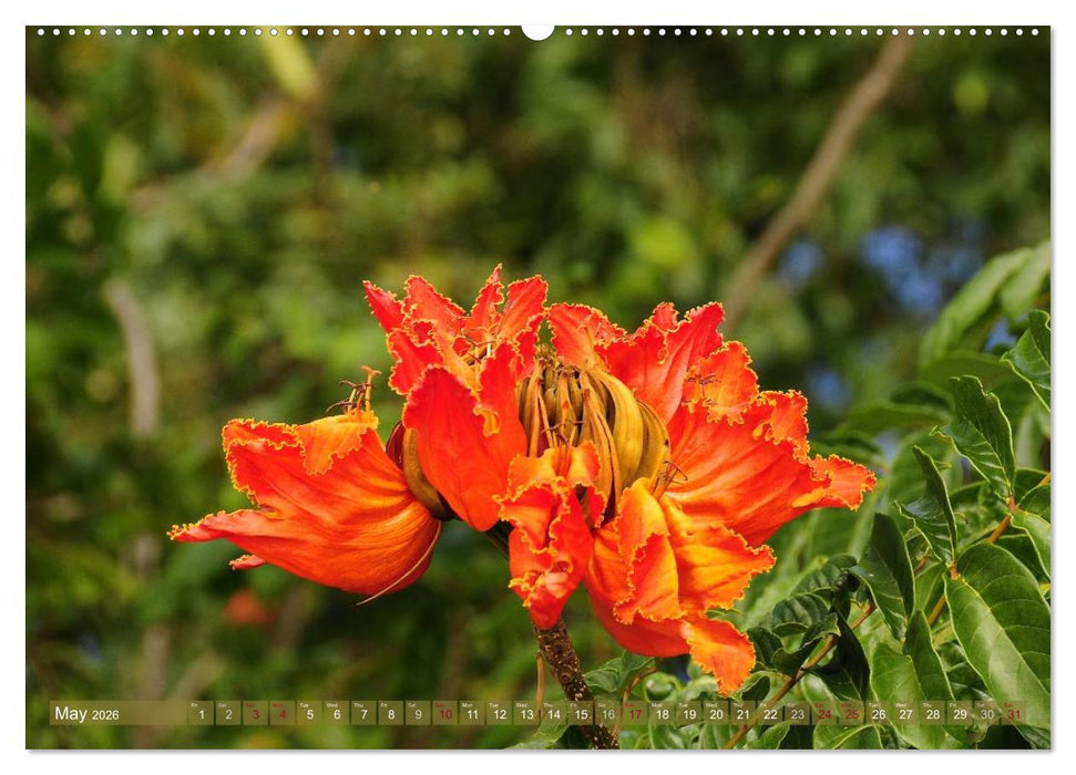 The Paradise of Hawaii (CALVENDO Premium-Calendar 2026)