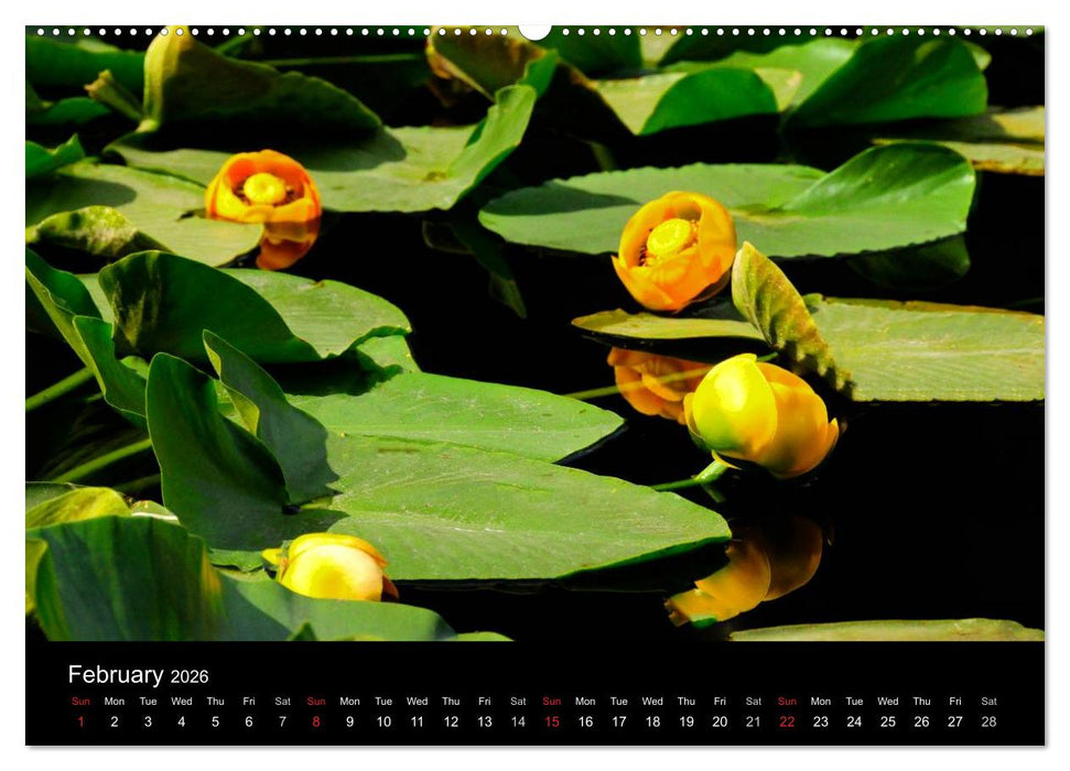 The Yellowstone National Park (CALVENDO Premium-Calendar 2026)