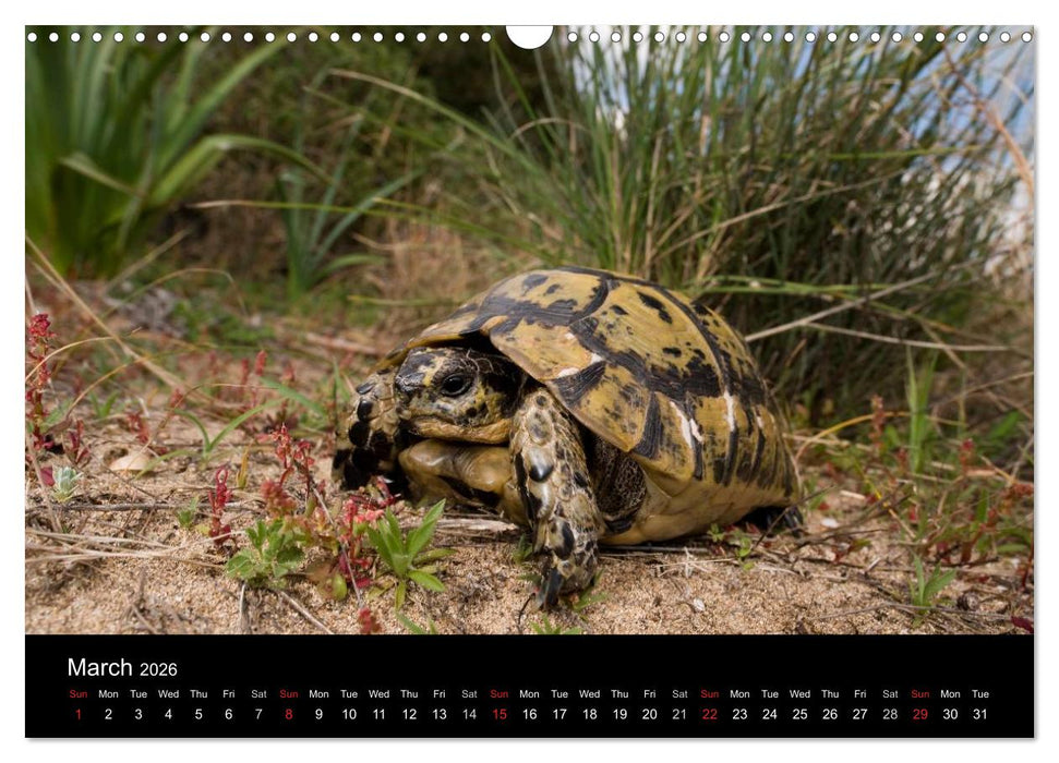 European Tortoises / UK-Version (CALVENDO Monthly Calendar 2026)