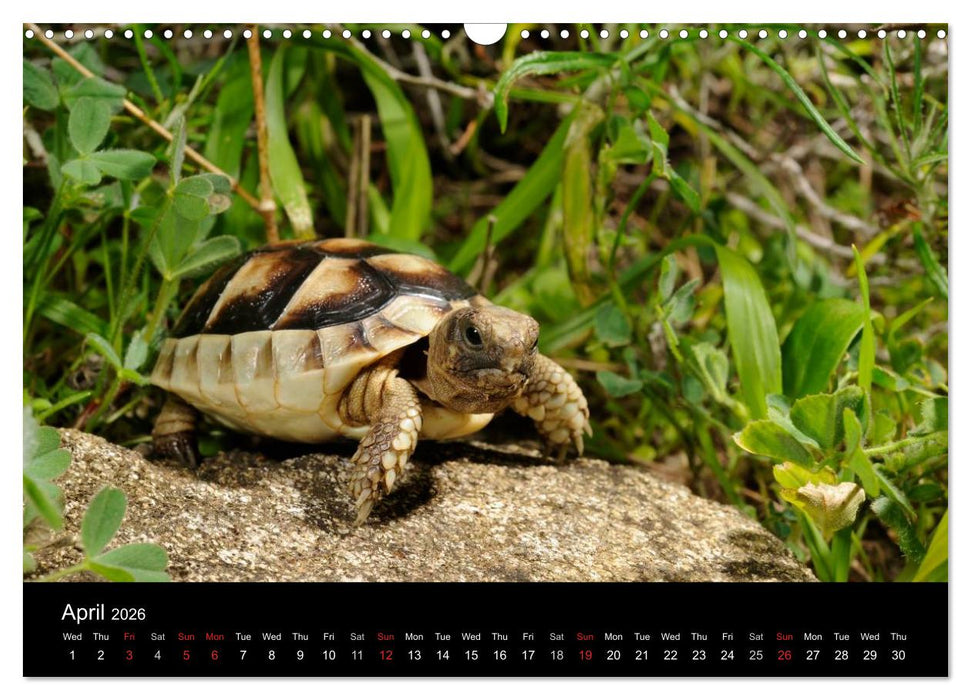 European Tortoises / UK-Version (CALVENDO Monthly Calendar 2026)