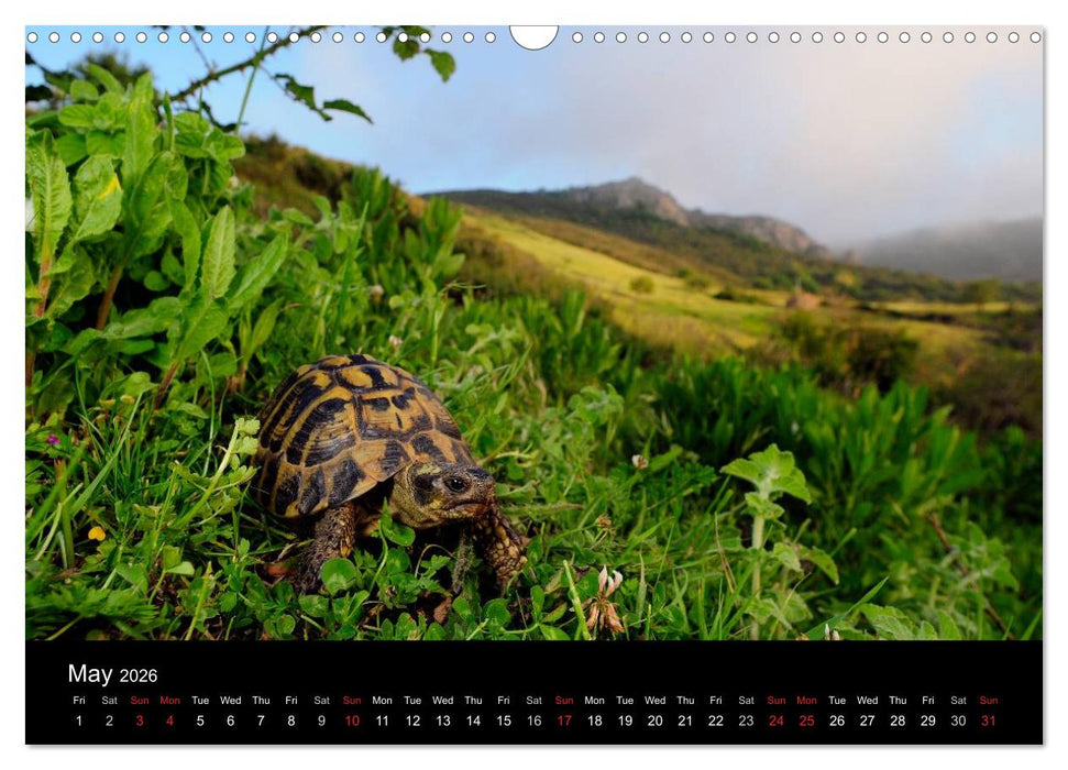 European Tortoises / UK-Version (CALVENDO Monthly Calendar 2026)
