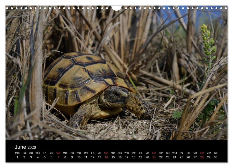 European Tortoises / UK-Version (CALVENDO Monthly Calendar 2026)
