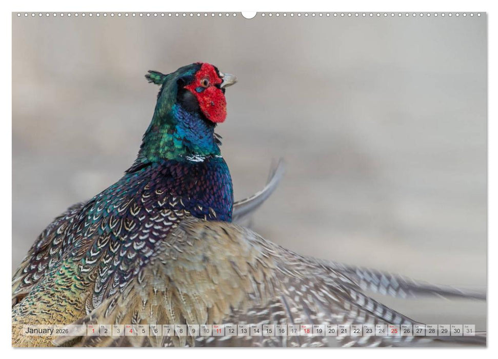 Emotional Moments: The pheasants. UK-Version (CALVENDO Premium-Calendar 2026)