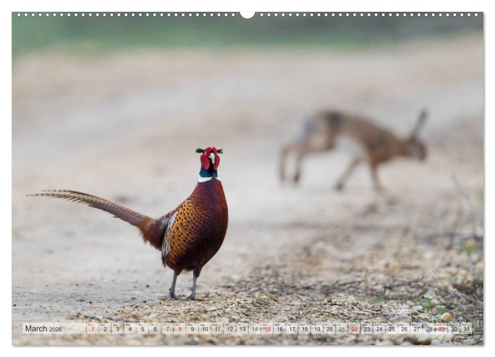 Emotional Moments: The pheasants. UK-Version (CALVENDO Premium-Calendar 2026)