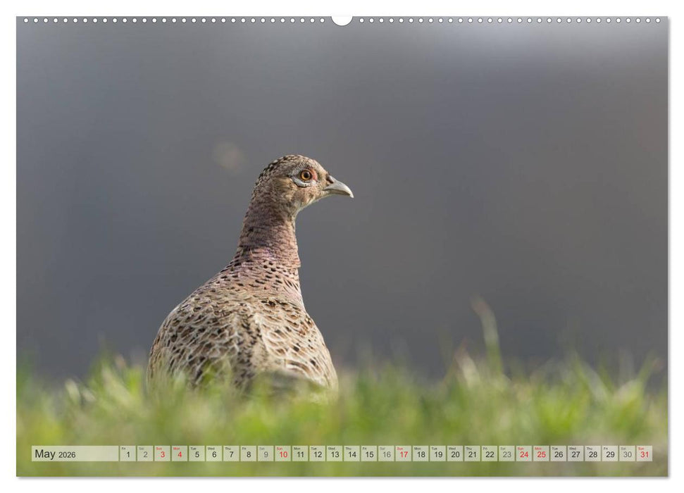 Emotional Moments: The pheasants. UK-Version (CALVENDO Premium-Calendar 2026)