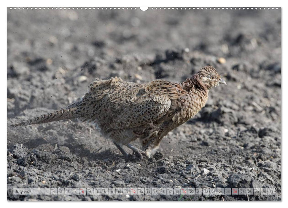 Emotional Moments: The pheasants. UK-Version (CALVENDO Premium-Calendar 2026)