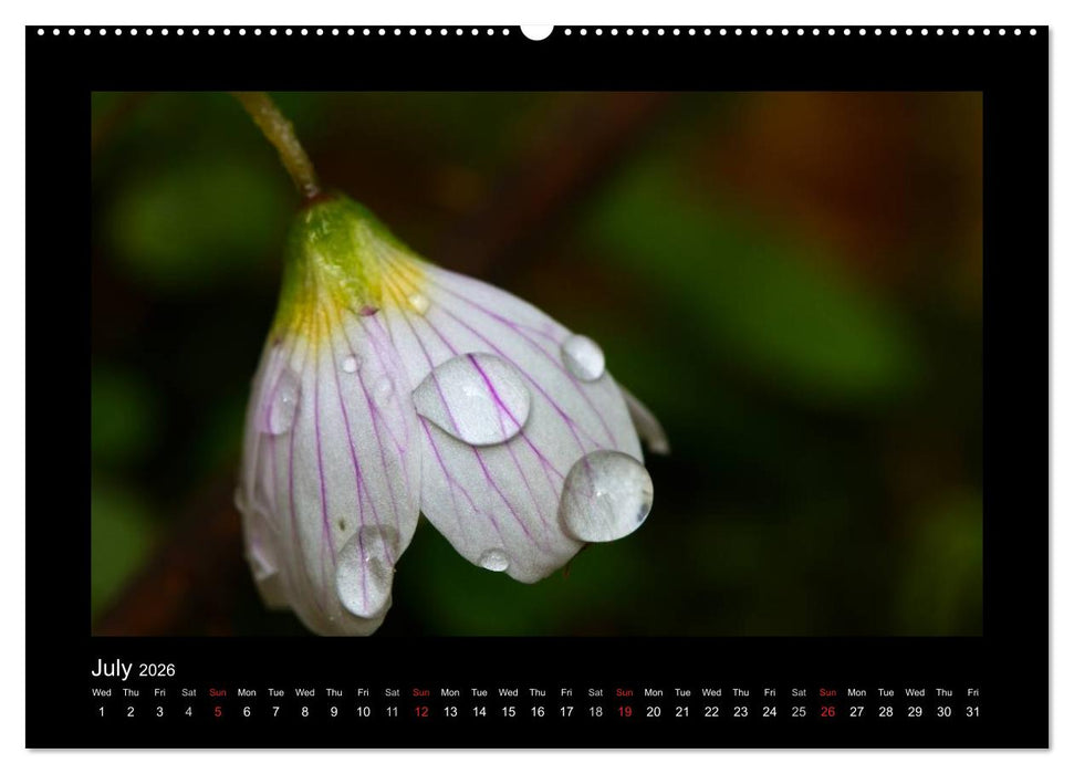 The Black Forest - UK Version (CALVENDO Premium-Calendar 2026)