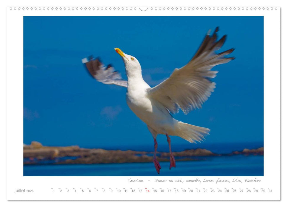 Rêves de Bretagne - Breizh (CALVENDO Calendrier supérieur 2026)