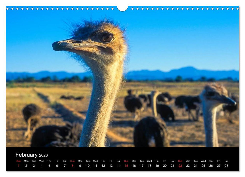 CAPE TOWN 2026 (CALVENDO Monthly Calendar 2026)