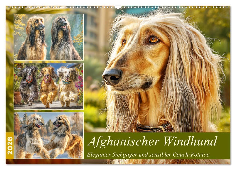 Afghanischer Windhund. Eleganter Sichtjäger und sensibler Couch-Potatoe (CALVENDO Wandkalender 2026)