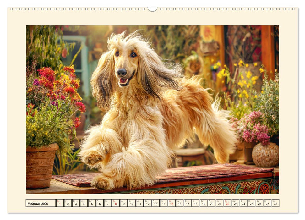 Afghanischer Windhund. Eleganter Sichtjäger und sensibler Couch-Potatoe (CALVENDO Wandkalender 2026)