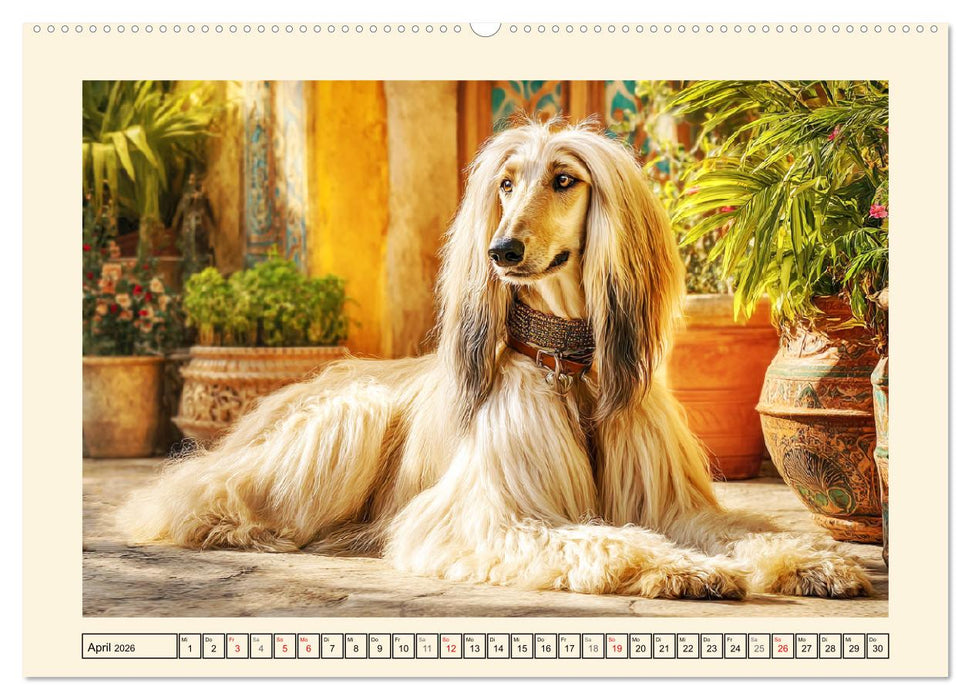 Afghanischer Windhund. Eleganter Sichtjäger und sensibler Couch-Potatoe (CALVENDO Wandkalender 2026)