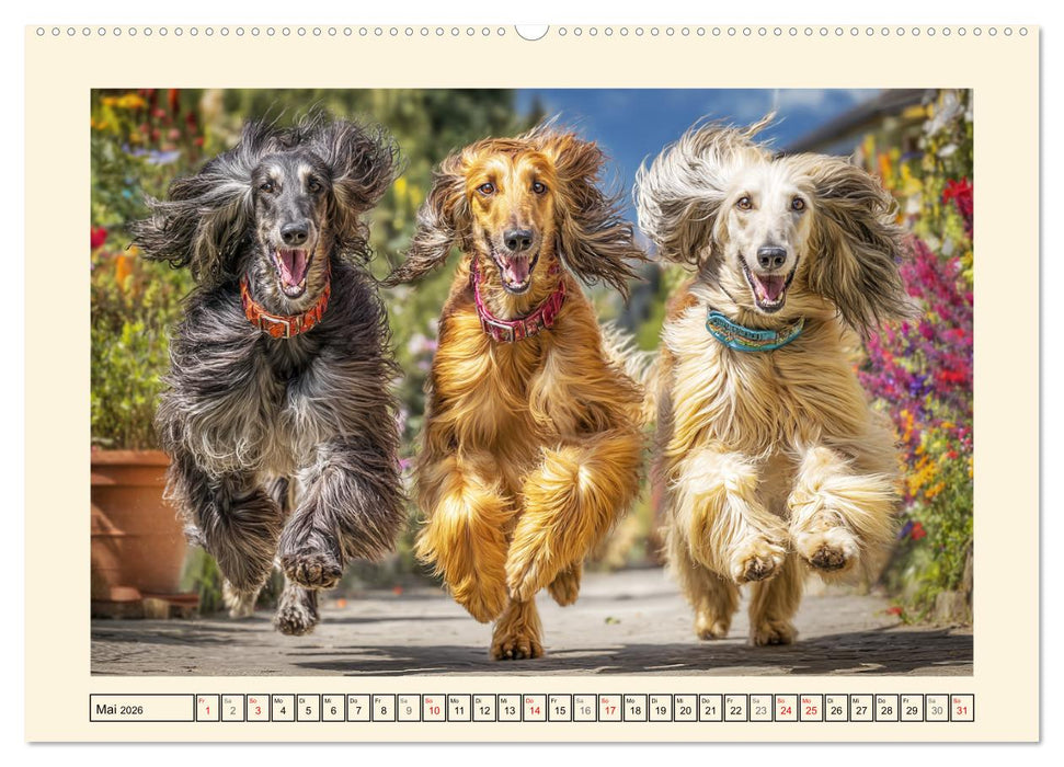 Afghanischer Windhund. Eleganter Sichtjäger und sensibler Couch-Potatoe (CALVENDO Wandkalender 2026)