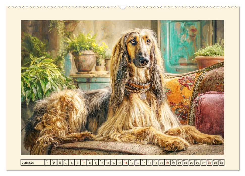 Afghanischer Windhund. Eleganter Sichtjäger und sensibler Couch-Potatoe (CALVENDO Wandkalender 2026)