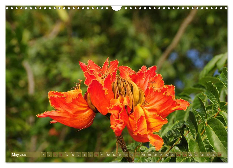 The Paradise of Hawaii (CALVENDO Monthly Calendar 2026)