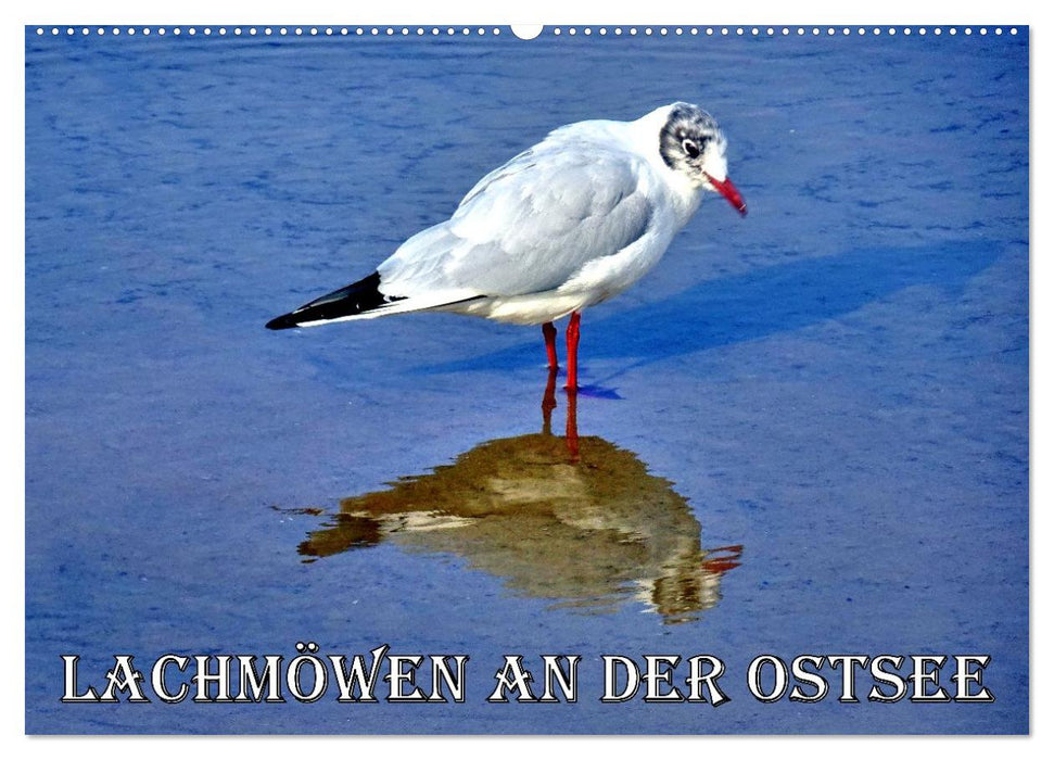 Lachmöwen an der Ostsee (CALVENDO Wandkalender 2026)