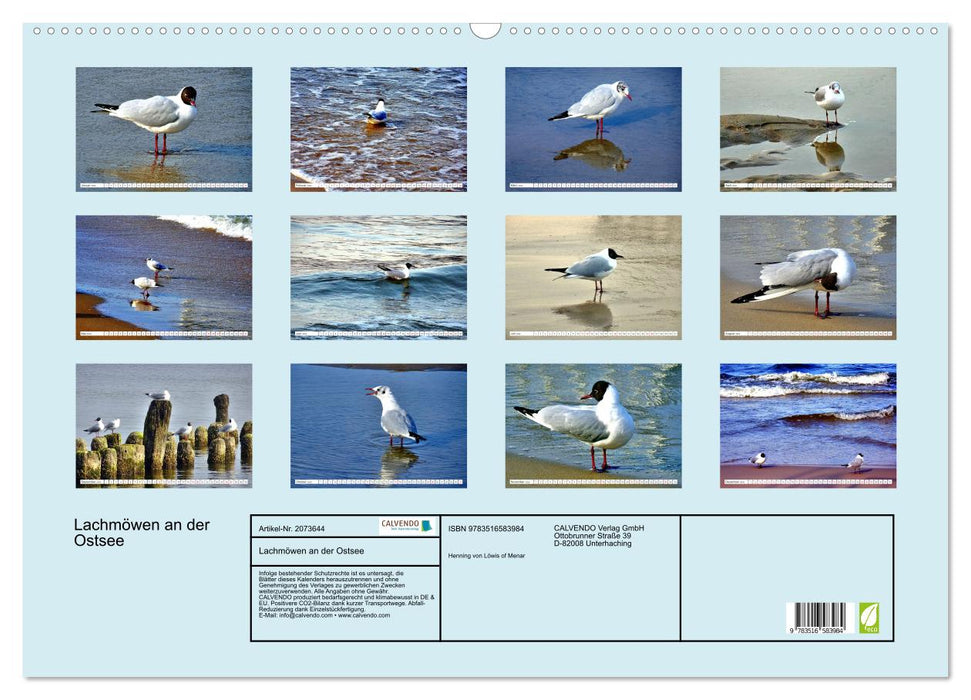 Lachmöwen an der Ostsee (CALVENDO Wandkalender 2026)
