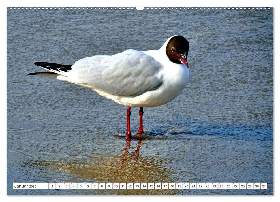 Lachmöwen an der Ostsee (CALVENDO Wandkalender 2026)