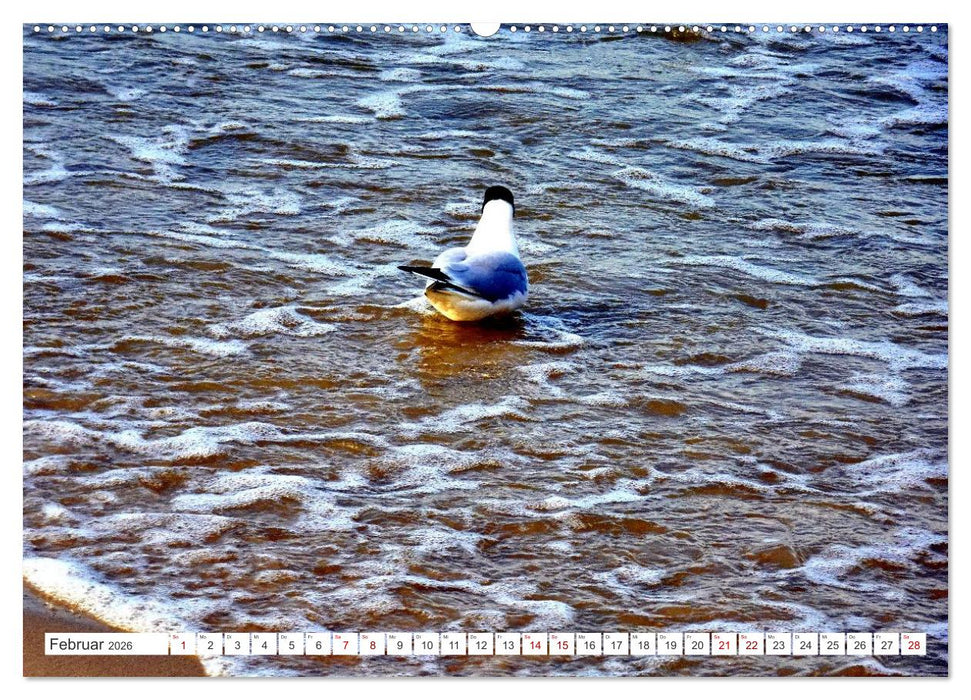 Lachmöwen an der Ostsee (CALVENDO Wandkalender 2026)