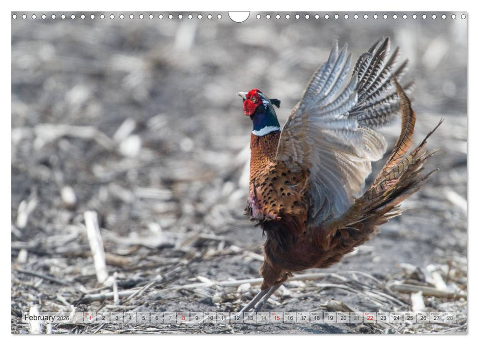 Emotional Moments: The pheasants. UK-Version (CALVENDO Monthly Calendar 2026)