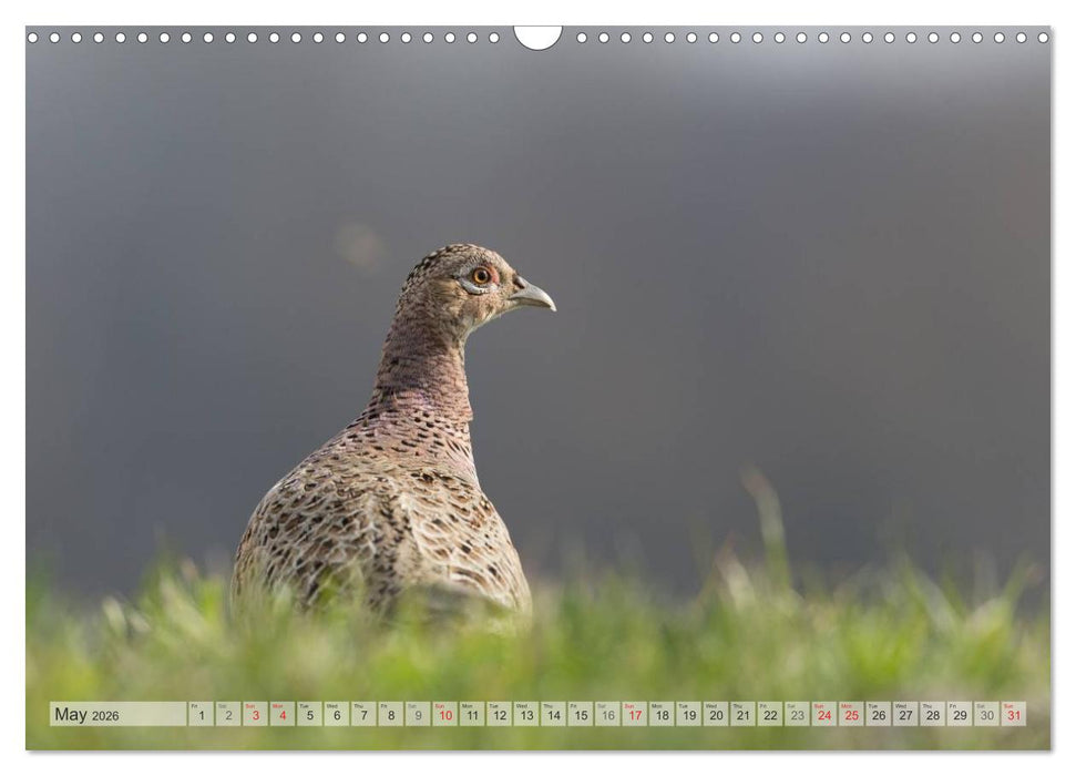 Emotional Moments: The pheasants. UK-Version (CALVENDO Monthly Calendar 2026)